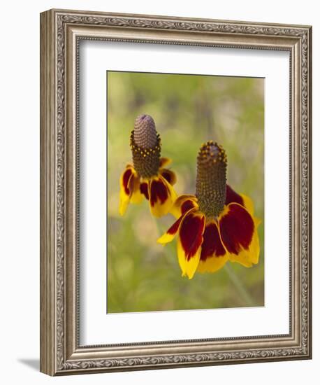 Prairie Coneflowers, Montana, USA-Chuck Haney-Framed Photographic Print