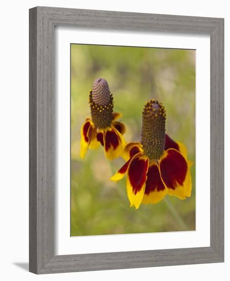 Prairie Coneflowers, Montana, USA-Chuck Haney-Framed Photographic Print