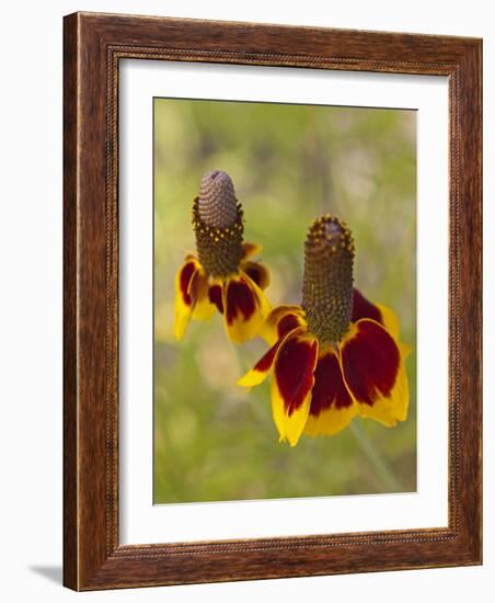 Prairie Coneflowers, Montana, USA-Chuck Haney-Framed Photographic Print