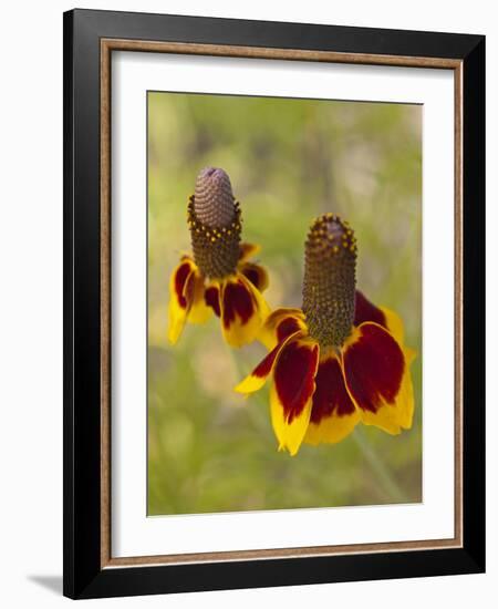 Prairie Coneflowers, Montana, USA-Chuck Haney-Framed Photographic Print