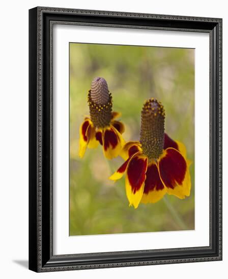 Prairie Coneflowers, Montana, USA-Chuck Haney-Framed Photographic Print