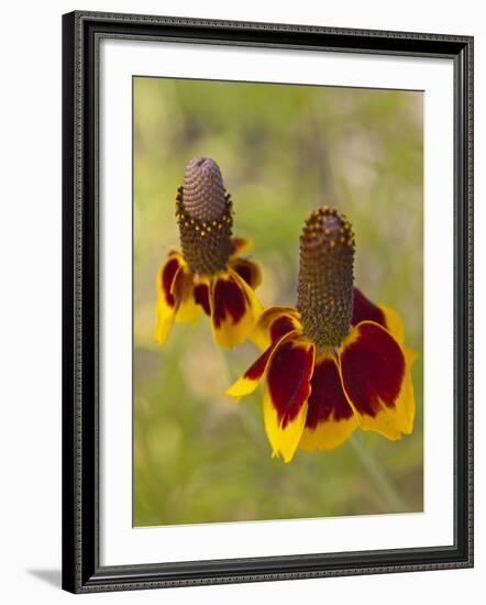 Prairie Coneflowers, Montana, USA-Chuck Haney-Framed Photographic Print