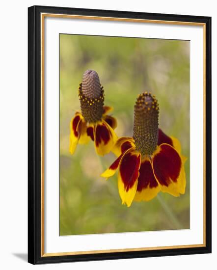 Prairie Coneflowers, Montana, USA-Chuck Haney-Framed Photographic Print