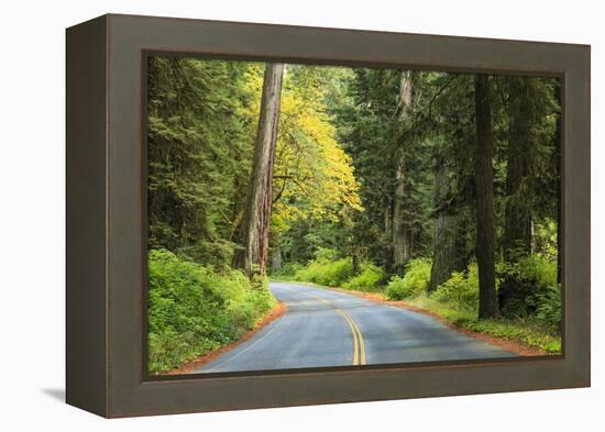 Prairie Creek area, Redwoods State Park, Coastal Redwoods, California, USA-Stuart Westmorland-Framed Premier Image Canvas