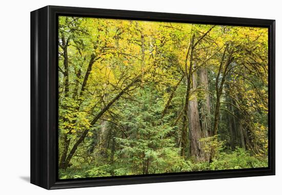 Prairie Creek area, Redwoods State Park, Coastal Redwoods, California, USA-Stuart Westmorland-Framed Premier Image Canvas
