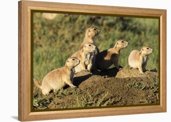 Prairie Dog Family in Theodore Roosevelt National Park, North Dakota, Usa-Chuck Haney-Framed Premier Image Canvas