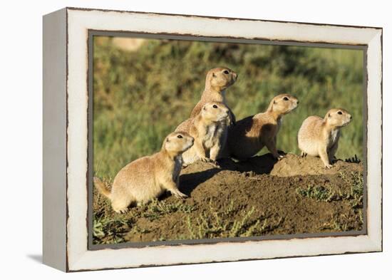 Prairie Dog Family in Theodore Roosevelt National Park, North Dakota, Usa-Chuck Haney-Framed Premier Image Canvas