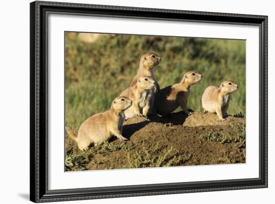 Prairie Dog Family in Theodore Roosevelt National Park, North Dakota, Usa-Chuck Haney-Framed Photographic Print