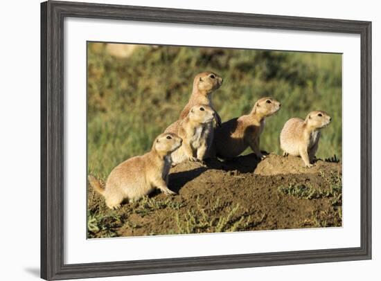 Prairie Dog Family in Theodore Roosevelt National Park, North Dakota, Usa-Chuck Haney-Framed Photographic Print