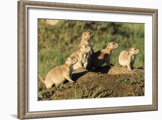 Prairie Dog Family in Theodore Roosevelt National Park, North Dakota, Usa-Chuck Haney-Framed Photographic Print