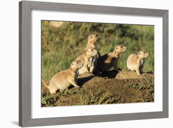 Prairie Dog Family in Theodore Roosevelt National Park, North Dakota, Usa-Chuck Haney-Framed Photographic Print