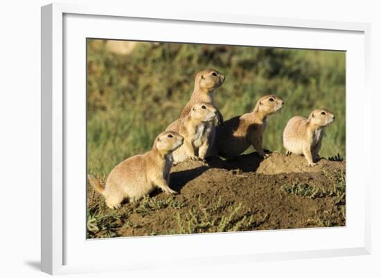 Prairie Dog Family in Theodore Roosevelt National Park, North Dakota, Usa-Chuck Haney-Framed Photographic Print