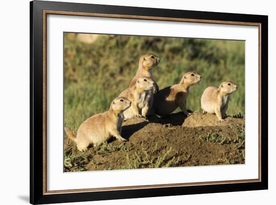 Prairie Dog Family in Theodore Roosevelt National Park, North Dakota, Usa-Chuck Haney-Framed Photographic Print