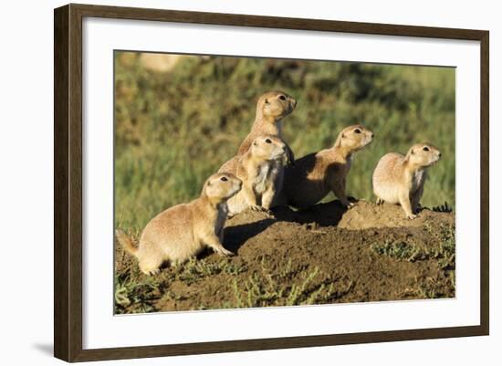 Prairie Dog Family in Theodore Roosevelt National Park, North Dakota, Usa-Chuck Haney-Framed Photographic Print