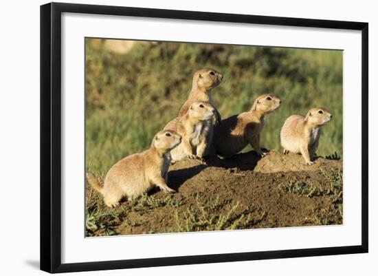 Prairie Dog Family in Theodore Roosevelt National Park, North Dakota, Usa-Chuck Haney-Framed Photographic Print