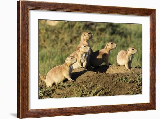 Prairie Dog Family in Theodore Roosevelt National Park, North Dakota, Usa-Chuck Haney-Framed Photographic Print