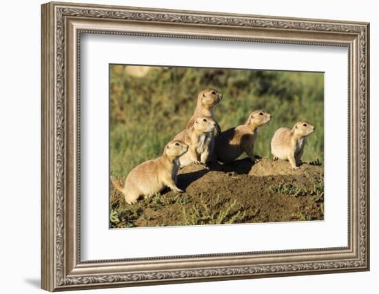 Prairie Dog Family in Theodore Roosevelt National Park, North Dakota, Usa-Chuck Haney-Framed Photographic Print