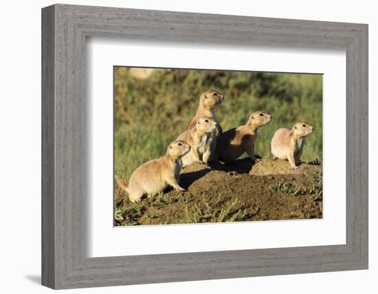 Prairie Dog Family in Theodore Roosevelt National Park, North Dakota, Usa-Chuck Haney-Framed Photographic Print