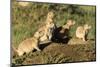 Prairie Dog Family in Theodore Roosevelt National Park, North Dakota, Usa-Chuck Haney-Mounted Photographic Print