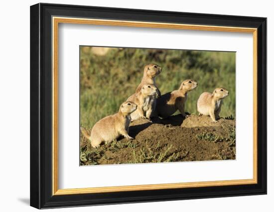 Prairie Dog Family in Theodore Roosevelt National Park, North Dakota, Usa-Chuck Haney-Framed Photographic Print