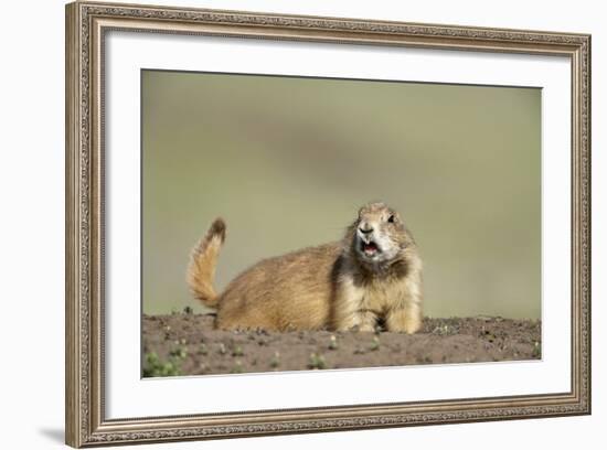 Prairie Dog in Theodore Roosevelt National Park-Paul Souders-Framed Photographic Print