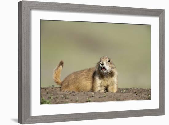 Prairie Dog in Theodore Roosevelt National Park-Paul Souders-Framed Photographic Print