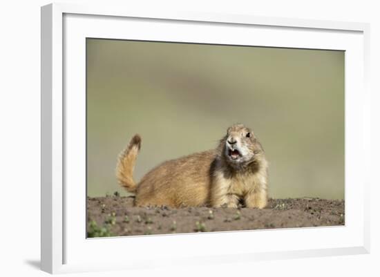 Prairie Dog in Theodore Roosevelt National Park-Paul Souders-Framed Photographic Print