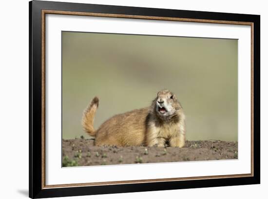 Prairie Dog in Theodore Roosevelt National Park-Paul Souders-Framed Photographic Print