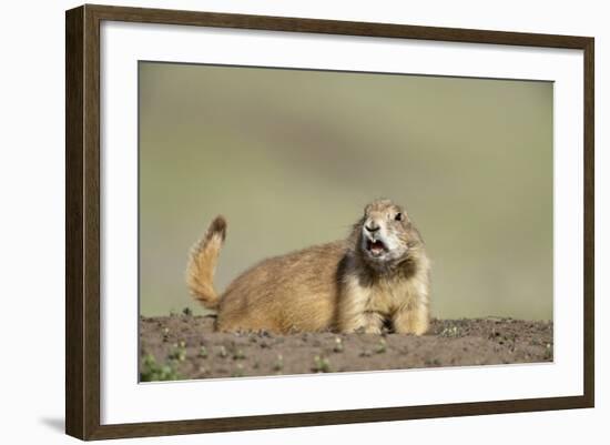 Prairie Dog in Theodore Roosevelt National Park-Paul Souders-Framed Photographic Print