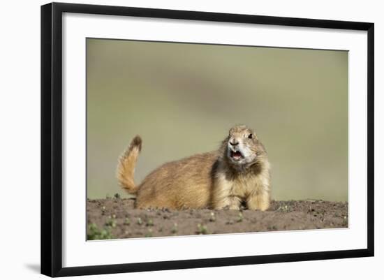 Prairie Dog in Theodore Roosevelt National Park-Paul Souders-Framed Photographic Print