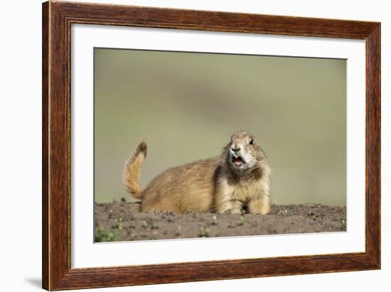 Prairie Dog in Theodore Roosevelt National Park-Paul Souders-Framed Photographic Print