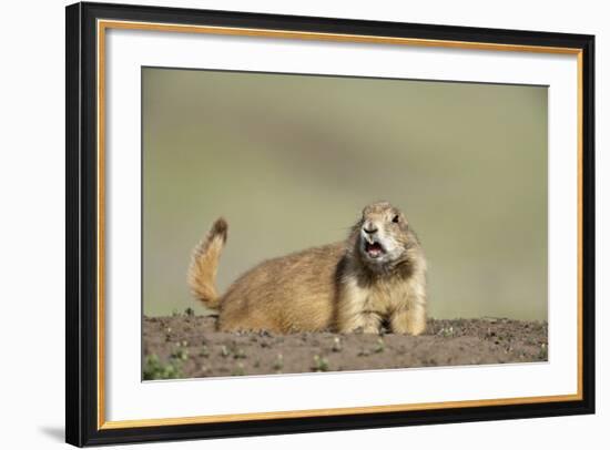 Prairie Dog in Theodore Roosevelt National Park-Paul Souders-Framed Photographic Print