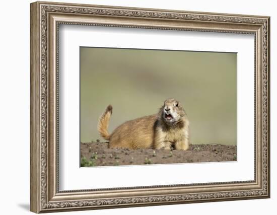 Prairie Dog in Theodore Roosevelt National Park-Paul Souders-Framed Photographic Print