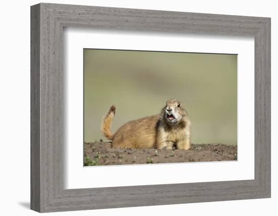 Prairie Dog in Theodore Roosevelt National Park-Paul Souders-Framed Photographic Print