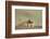 Prairie Dog in Theodore Roosevelt National Park-Paul Souders-Framed Photographic Print