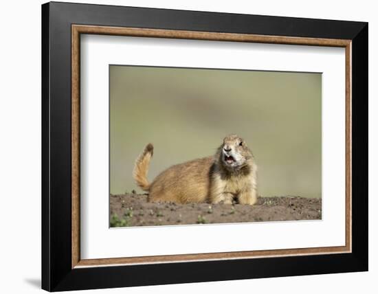 Prairie Dog in Theodore Roosevelt National Park-Paul Souders-Framed Photographic Print