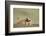 Prairie Dog in Theodore Roosevelt National Park-Paul Souders-Framed Photographic Print