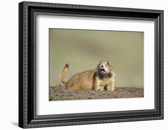 Prairie Dog in Theodore Roosevelt National Park-Paul Souders-Framed Photographic Print