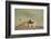 Prairie Dog in Theodore Roosevelt National Park-Paul Souders-Framed Photographic Print