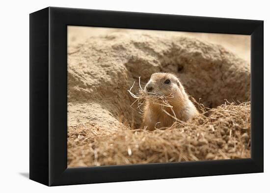 Prairie Dog-India1-Framed Premier Image Canvas