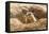 Prairie Dog-India1-Framed Premier Image Canvas