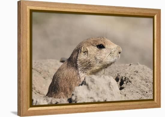 Prairie Dog-Gordon Semmens-Framed Premier Image Canvas