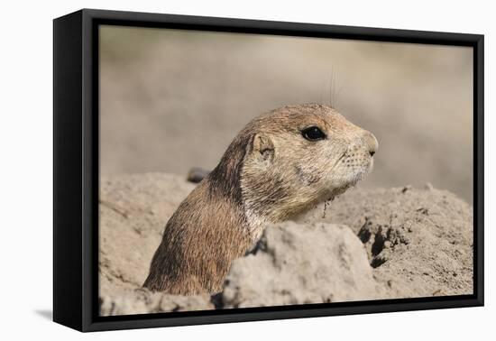 Prairie Dog-Gordon Semmens-Framed Premier Image Canvas