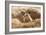 Prairie Dog-India1-Framed Photographic Print