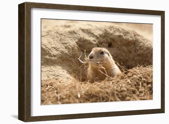 Prairie Dog-India1-Framed Photographic Print