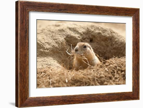 Prairie Dog-India1-Framed Photographic Print