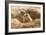 Prairie Dog-India1-Framed Photographic Print