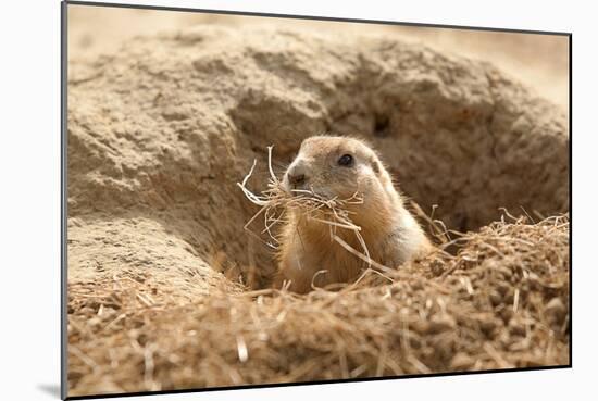 Prairie Dog-India1-Mounted Photographic Print