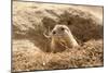 Prairie Dog-India1-Mounted Photographic Print