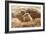 Prairie Dog-India1-Framed Photographic Print